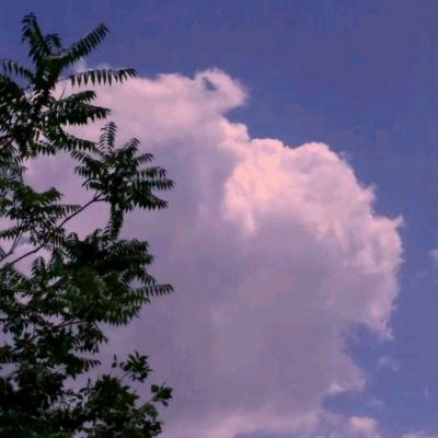 荒野之王手游